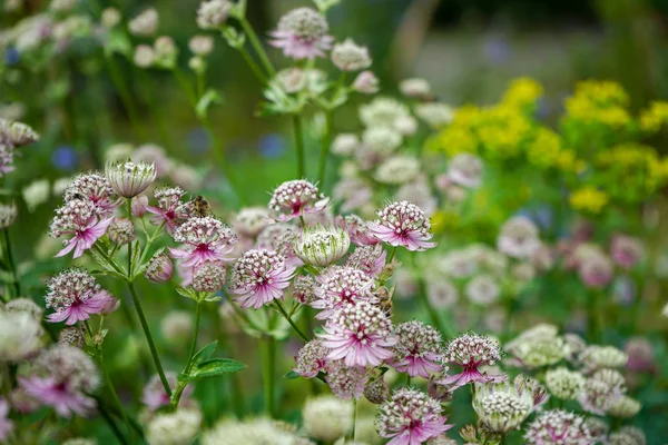 偉大な masterwort の花。アストランティア、庭園に咲く — ストック写真
