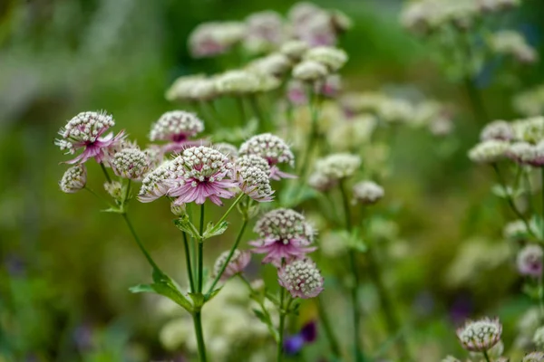 Büyük masterwort çiçekler. Binbaşı, bir bahçede çiçek açan Astrantia — Stok fotoğraf