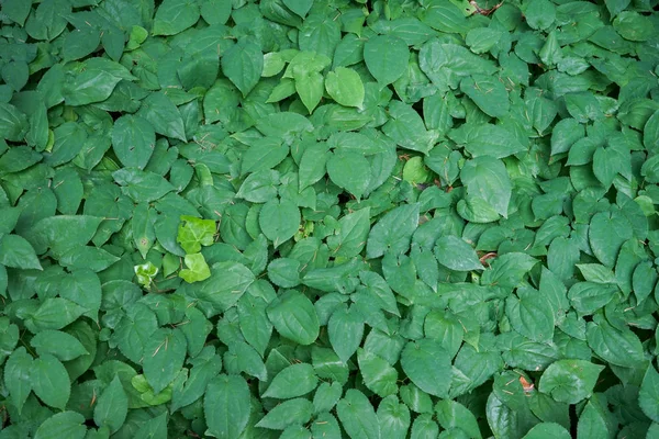 Groene bladeren volledig frame ontwerp van de achtergrond — Stockfoto