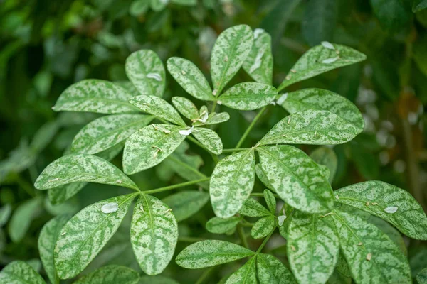 Folhas verdes de Choisya ternata rutaceae, laranja mexicana — Fotografia de Stock