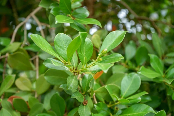 Листья гуавы, Psidium guineense, принадлежащие к семейству Myrtaceae home в Южной Америке — стоковое фото