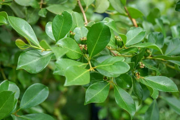 Folhas da goiaba, Psidium guineense, pertencentes à família Myrtaceae — Fotografia de Stock