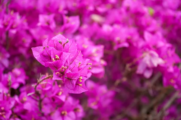 Bougainvillea glabra nyctaginaceae, flores tropicales de la selva tropical, vista de cerca — Foto de Stock