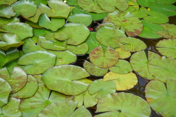 Lily bantalan di permukaan air dari kolam — Stok Foto