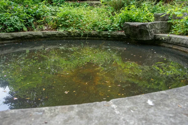 池塘在公园与野生植物 — 图库照片