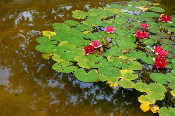 Red water lily flower in pond, nymphaea alba — Stock Photo, Image