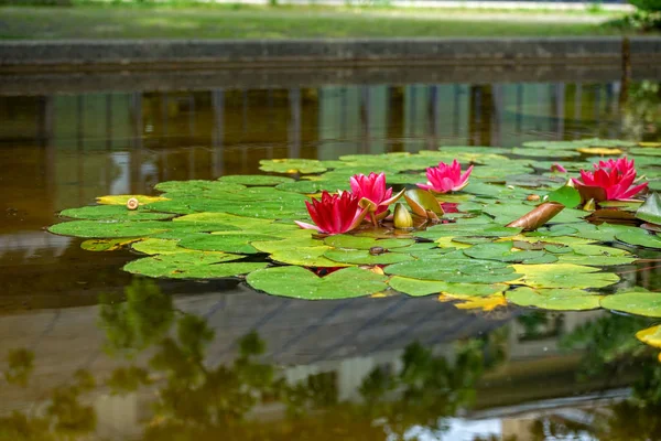 Red water lily flower in pond, nymphaea alba — Stock Photo, Image