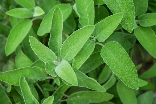 Foglie di salvia, Salvia officinalis — Foto Stock