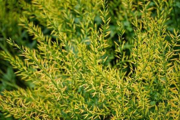 Fiori gialli di erbe barbara, amaro o Barbarea vulgaris in giardino — Foto Stock