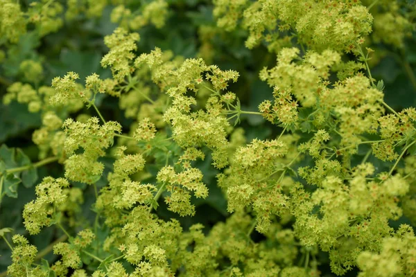 sarı aslan ayak çiçekler ya da bayanlar-manto, alchemilla xanthochlora