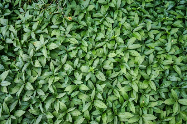 Folhas de chá fresco, design de fundo verde Fotografias De Stock Royalty-Free