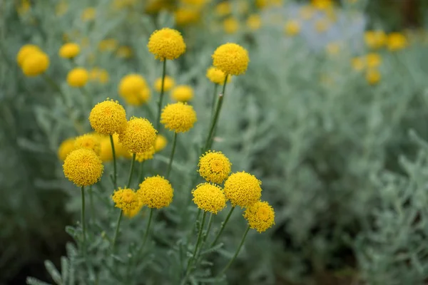 Santolina chamaecyparissus também conhecido como lavanda de algodão crescendo no jardim Imagem De Stock