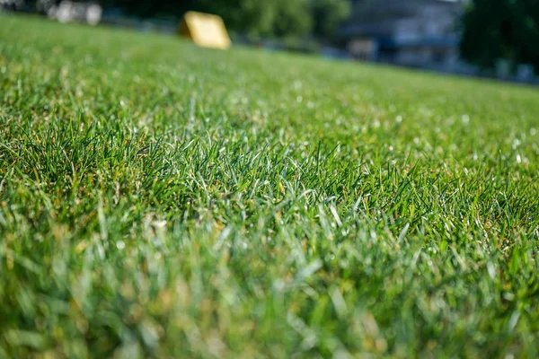 Prado de grama verde no verão — Fotografia de Stock