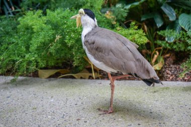 Maskeli kız kuşu da maskeli cılıbıt veya Spur-Winged cılıbıt olarak bilinen kuş, Vanellus Miles,