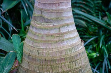 ağaç gövdesi şişe palm veya palmiste gargoulette