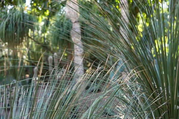 Hoja de palma en jardín vista abstracta — Foto de Stock