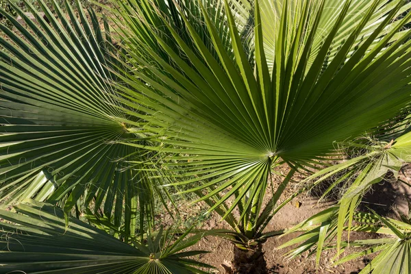 Palm leaf of trachycarpus fortunei close up pattern view — Stock Photo, Image