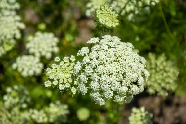 Flores brancas florescentes de cenoura selvagem, Daucus carota Imagens Royalty-Free