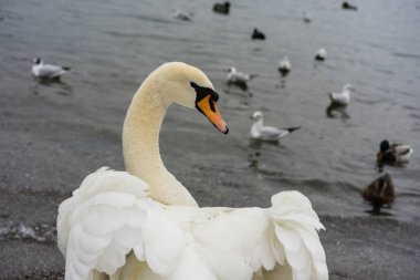 güzel beyaz kuğu geri görüntülemek ile açılan kanat
