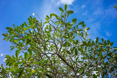mavi gökyüzü arka plan üzerinde ağaç dallarında yaprak yeşil