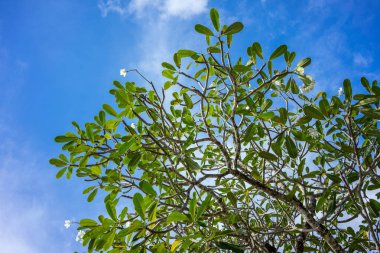 mavi gökyüzü arka plan üzerinde ağaç dallarında yaprak yeşil