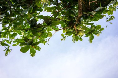 düşük görüş açısı yaprakları ve mavi gökyüzü