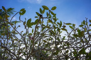 Genç ağaç dalı yaprakları ve mavi gökyüzü, yaz ruh hali ile
