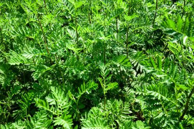 yağmur fern, chysanthemum vulgare yeşil yaprakları tam kare
