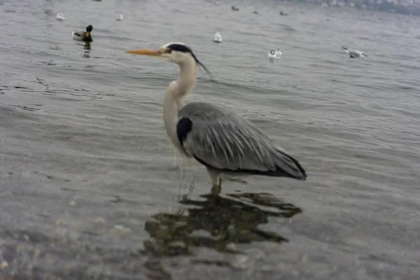 Pássaro guindaste em zurique lago vista de perto — Fotografia de Stock