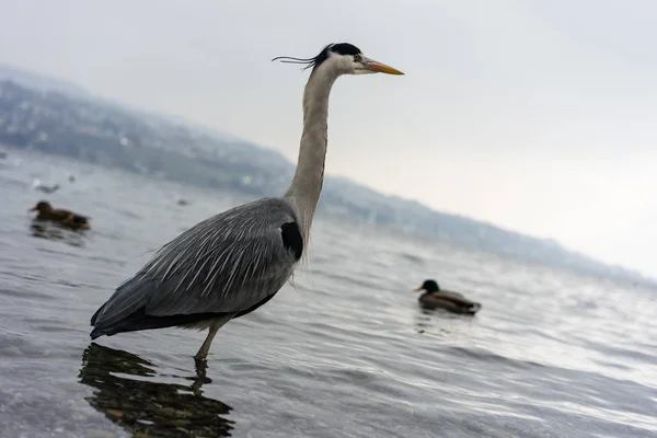 Crane fågel vid Zürichsjön närbild Visa — Stockfoto