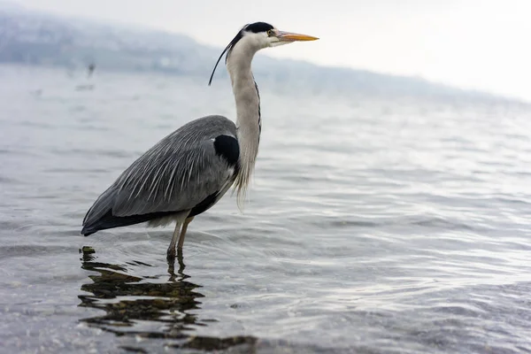 Kran fågel stående i vatten, vintern — Stockfoto