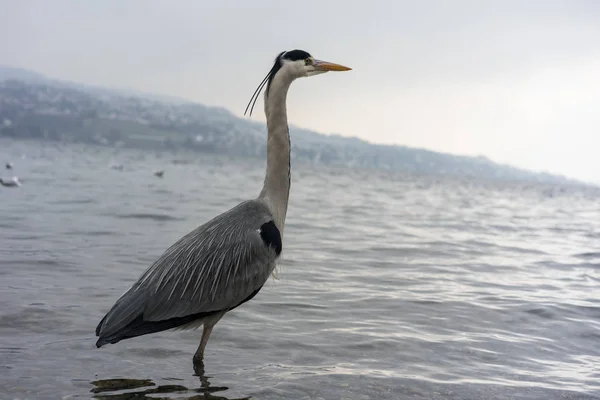 Kran fågel stående i vatten, vintern — Stockfoto