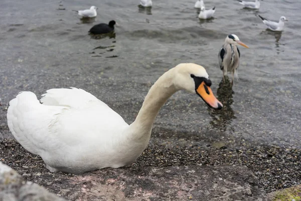 Cisne fechar na margem do lago no inverno com pássaros — Fotografia de Stock