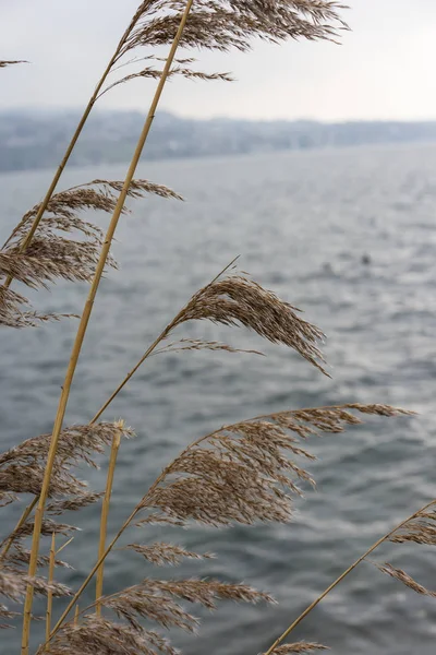 vahşi buğday bitki mavi su ve sis gök, melankolik ruh kavramı ile Nehri üzerinde