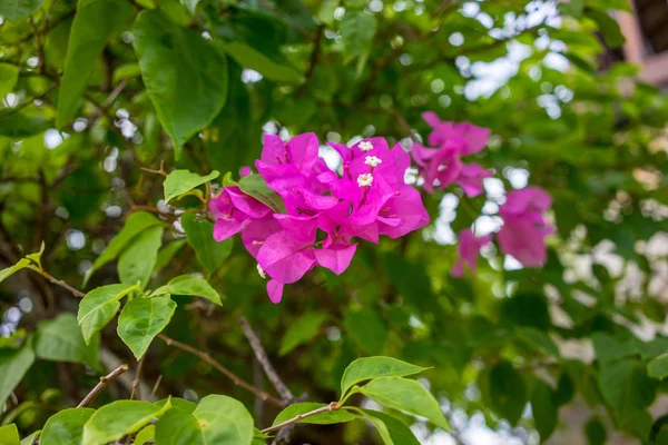 Pink flower blooming, close up view — Stock Photo, Image