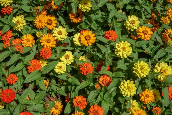 庭の色とりどりの花々 — ストック写真