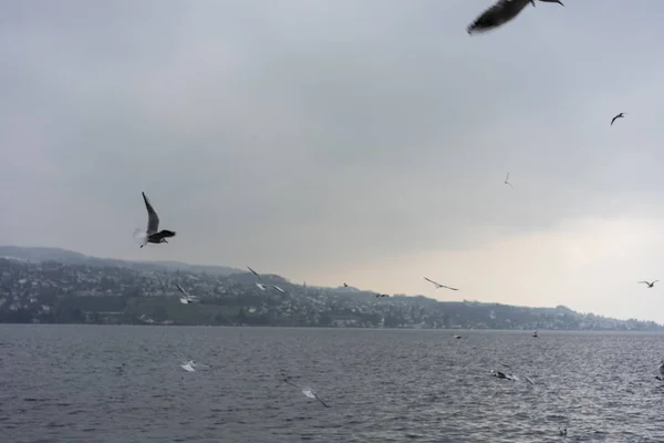 Um enxame de pássaros no lago zurique nadando e voando no inverno Imagens Royalty-Free