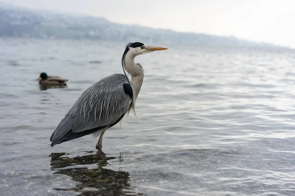 Pássaro guindaste em zurique lago vista de perto Fotografia De Stock