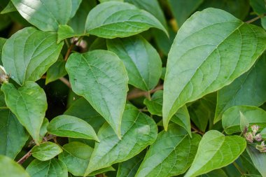 yeşil bitki görünümü yapısı yakın bırakır