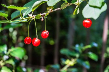 Bir dal, kiraz ağacı üzerinde kırmızı kiraz