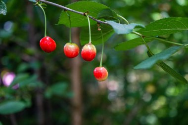 Bir dal, kiraz ağacı üzerinde kırmızı kiraz
