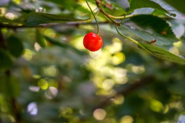 bir dal, kiraz ağacı üzerinde tek kırmızı kiraz