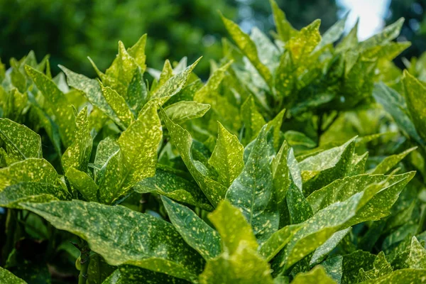 Vert frais feuilles de jardin vue de face — Photo