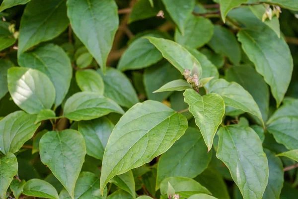 Verde pianta foglie close up vista struttura — Foto Stock