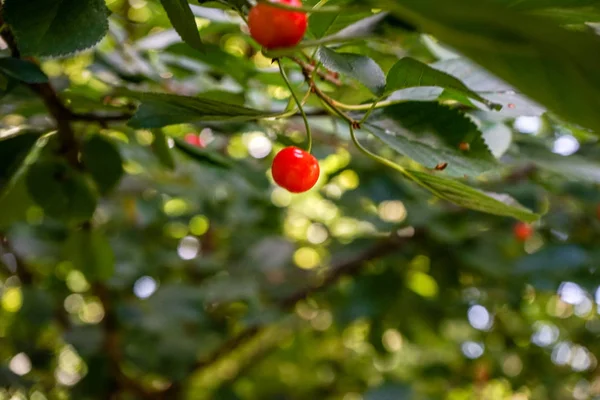 Bir dal, kiraz ağacı üzerinde kırmızı kiraz — Stok fotoğraf