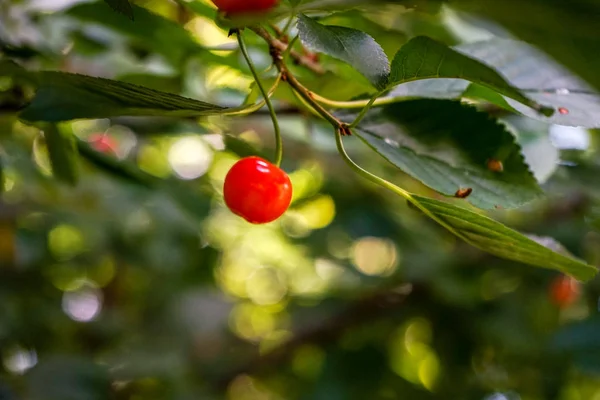 Bir dal, kiraz ağacı üzerinde tek kırmızı kiraz — Stok fotoğraf