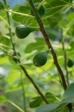Organik yeşil incir meyve ağacı dalı, görünümü kapatın