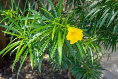 Flamboyan ağaç, delonix regia, küçük sarı çiçek tomurcuk ile çiçeklenme