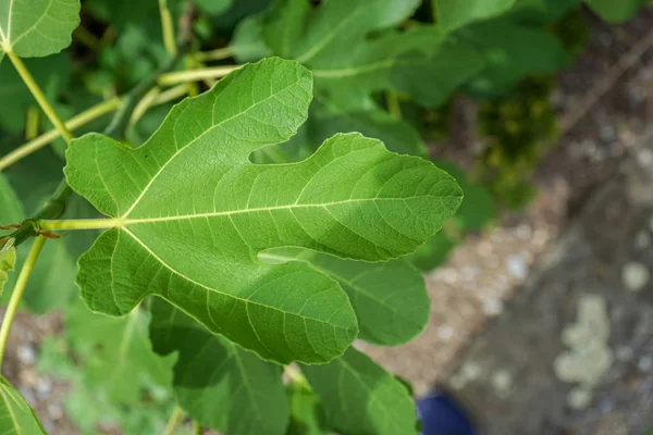Green leaf of fig tree, ficus carica, close up view — Stock Photo, Image