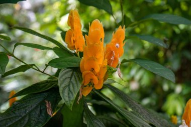 Kelebek bezelye, cordofan bezelye bilinen turuncu Asya pigeonwings, Clitoria ternatea,,